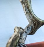 JUNIPERUS SABINA EXCELENTE - Image 7