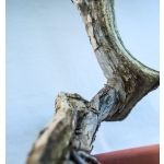 🌲 Juniperus sabina — Yamadori Espanhol | SAB:007 - Image 7