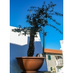 🌳 AFP:014 — Quercus suber — Yamadori Espanhol em Formação - Image 2
