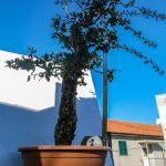 QUERCUS SUBER MOYOGUII GRANDE