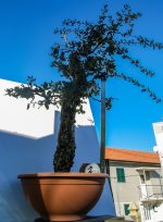 QUERCUS SUBER MOYOGUII GRANDE