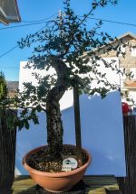 QUERCUS SUBER MOYOGUII GRANDE - Image 3