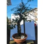 🌳 AFP:014 — Quercus suber — Yamadori Espanhol em Formação - Image 3
