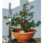 🌳 Quercus suber — Moyogi · Yamadori Espanhol | AFP:011 - Image 2