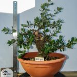 QUERCUS SUBER MOYOGUI