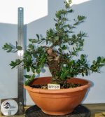 QUERCUS SUBER MOYOGUI