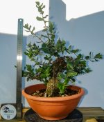 QUERCUS SUBER MOYOGUI - Image 3