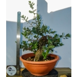 🌳 Quercus suber — Moyogi · Yamadori Espanhol | AFP:011 - Image 3