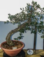 QUERCUS SUBER ESTILO LITERATI - Image 2