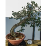 🌳 Quercus suber — Yamadori Espanhol em Formação | AFP:012 - Image 2