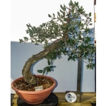 🌳 Quercus suber — Yamadori Espanhol em Formação | AFP:012 - Image 3