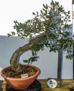 QUERCUS SUBER ESTILO LITERATI