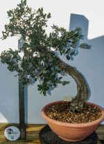 QUERCUS SUBER ESTILO LITERATI - Image 4