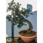 🌳 Quercus suber — Yamadori Espanhol em Formação | AFP:012 - Image 4