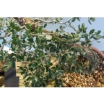🌳 Quercus suber — Yamadori Espanhol em Formação | AFP:012 - Image 5