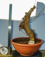 PRUNUS GRANATUM - Image 2