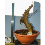 Romãzeira Yamadori | Punica granatum—AFC:042 - Image 2