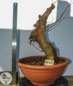 PRUNUS GRANATUM - Image 3