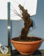 PRUNUS GRANATUM - Image 4