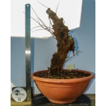Romãzeira Yamadori | Punica granatum—AFC:042 - Image 3