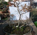 FLORESTA FAIAS PLANTADA EM LAJE