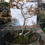 FLORESTA FAIAS PLANTADA EM LAJE