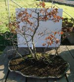 FLORESTA FAIAS PLANTADA EM LAJE - Image 5