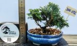 CHAMAECIPARIS (HINOKI) MOYOGUII