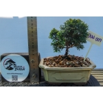 🌲 Chamaecyparis obtusa ‘Nana’ — Moyogi | JUN:009 - Image 3