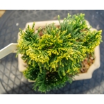 🌲 Chamaecyparis obtusa ‘Nana’ — Moyogi | JUN:009 - Image 4