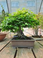 ACER PALMATUM AGARRADO A ROCHA - Image 9