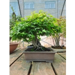 🍁 Acer palmatum Agarrado à Rocha — AFC:038 - Image 9