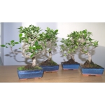 Kit de Iniciação ao Bonsai - Image 3