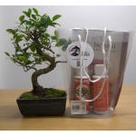 Kit de Iniciação ao Bonsai