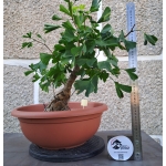 Ginkgo biloba — Agarrado à Rocha | 42 cm - Image 5