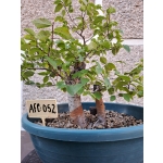 Zelkova Serrata estilo Duplo Tronco - Image 3