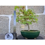Acer Palmatum estilo Moyogui