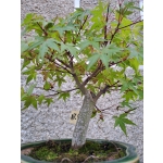 Acer Palmatum estilo Moyogui - Image 6