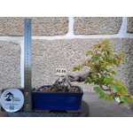 Acer buergerianum Estilo Semi Cascata