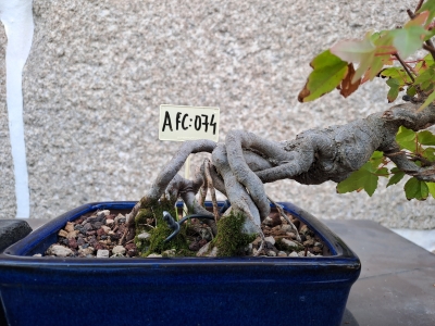 Acer buergerianum Estilo Semi Cascata - Image 3