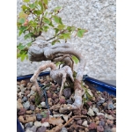 Acer buergerianum Estilo Semi Cascata - Image 6