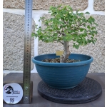 Zelkova — Hokidachi em Formação | 34 cm - Image 4