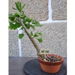 Ginkgo biloba — Estilo Tocha em Formação | 34 cm - Image 2