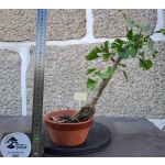 Ginkgo biloba — Estilo Tocha em Formação | 34 cm - Image 4