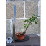 Ginkgo biloba — Estilo Tocha em Formação | 34 cm - Image 3