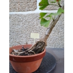 Ginkgo biloba — Estilo Tocha em Formação | 34 cm - Image 5