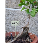 Ginkgo biloba — Estilo Tocha em Formação | 34 cm - Image 6
