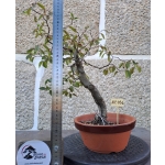 Carpinus — Estilo Moyogui | 43 cm - Image 4