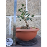 Ginkgo biloba — Agarrado à Rocha | 41 cm - Image 3