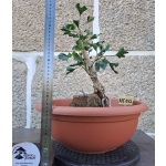 Ginkgo biloba — Agarrado à Rocha | 41 cm - Image 2